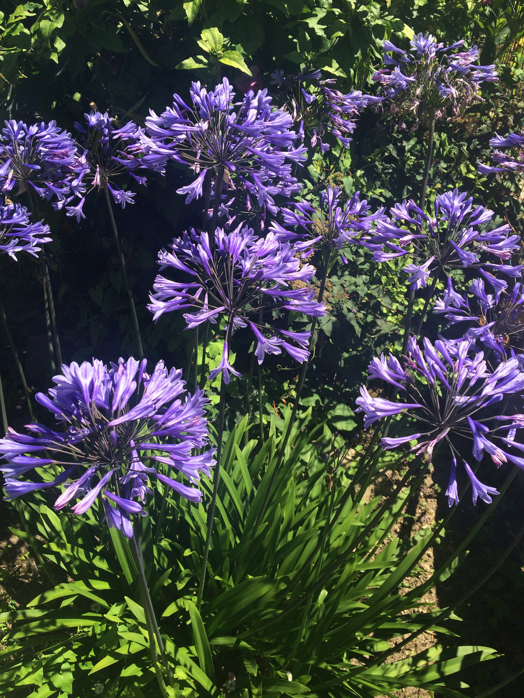 Blue Agapanthus Plants (9cm Dia Pot) Free UK Postage