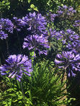 Blue Agapanthus Plants (9cm Dia Pot) Free UK Postage