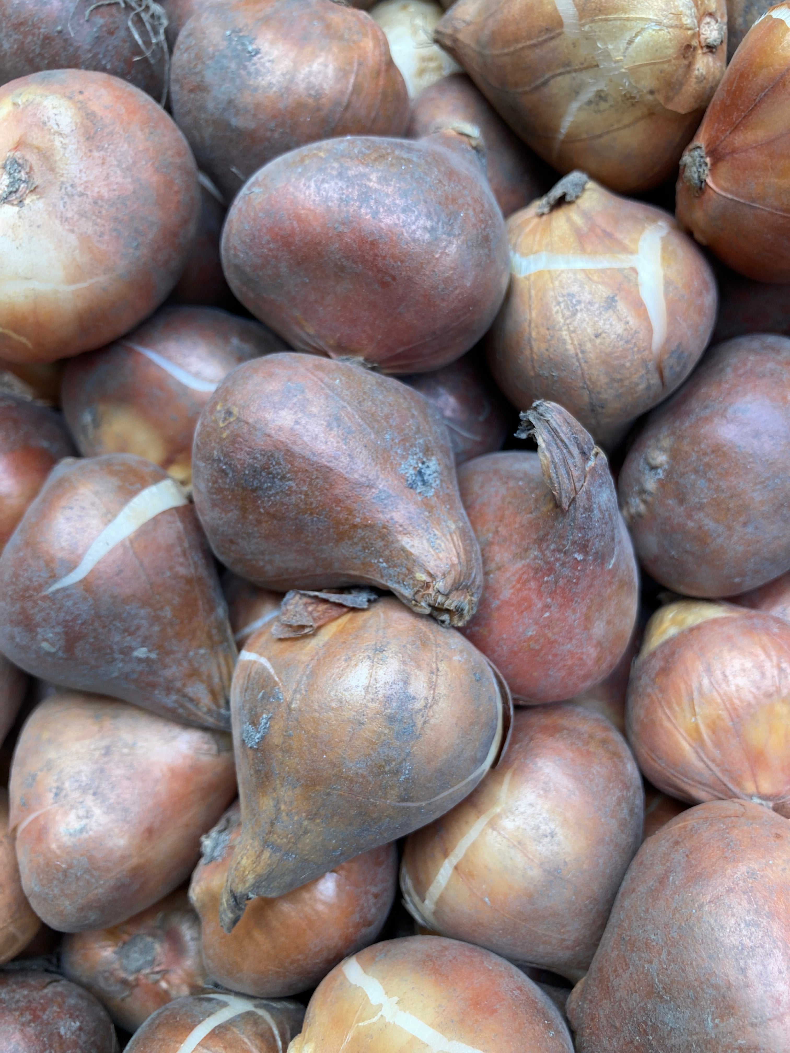 10 Tulip Bulbs 'Stresa' Free UK Postage)