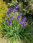 Iris siberica or Siberian Iris (Established Plant in 12cm Diam Pot) Free Postage UK