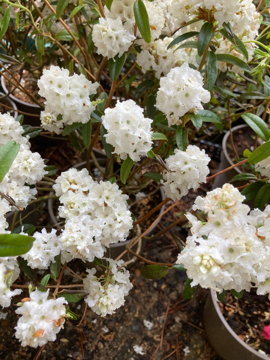 Dwarf White Rhododendron (Free UK Postage)