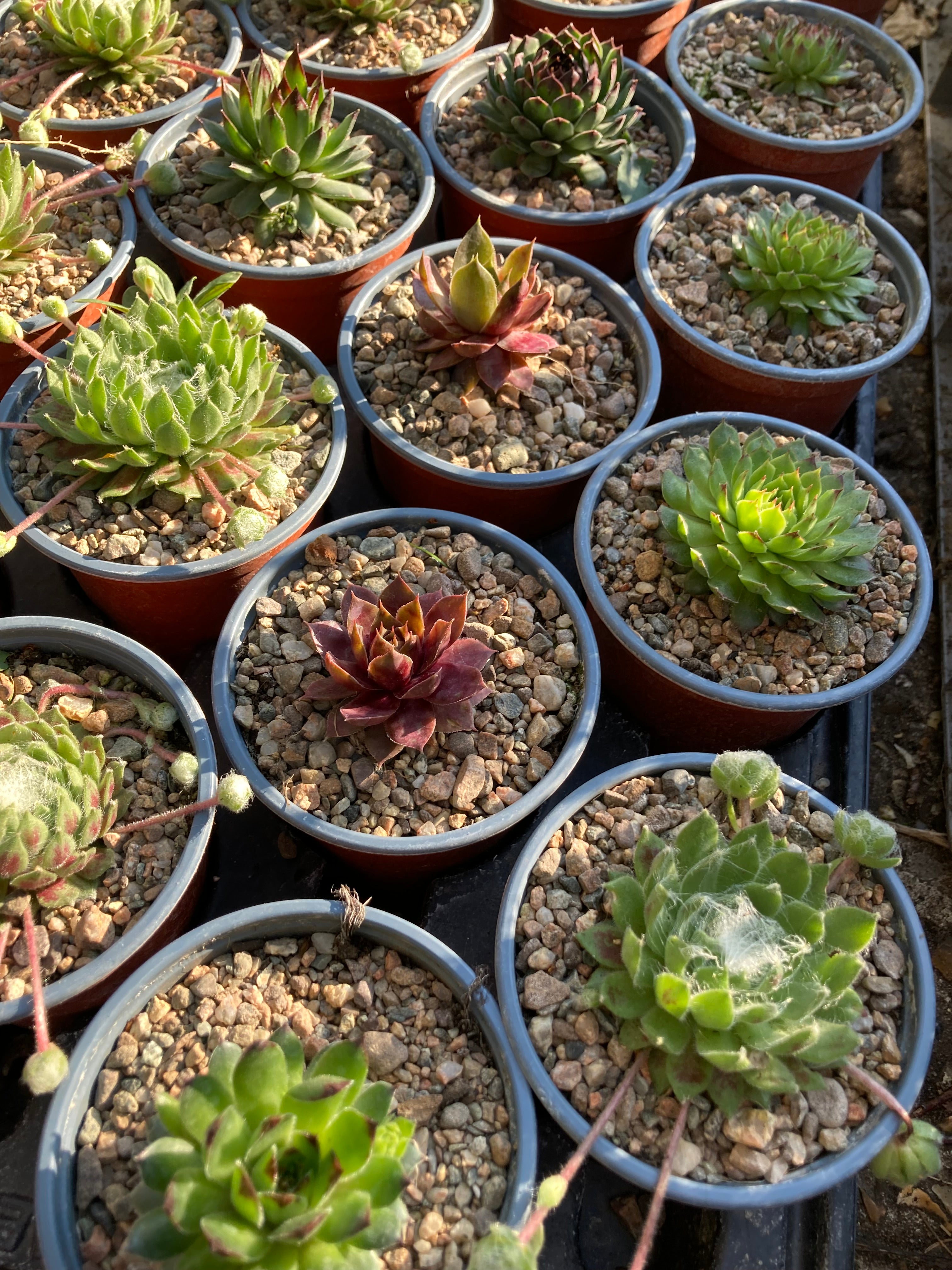 Mixed Sempervivens (Established Plants in 9cm dia Pots) Free UK Postage