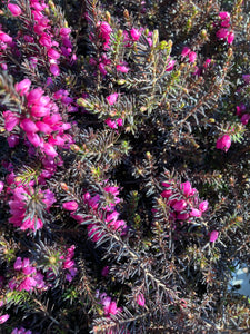 Dark Pink Heather or Calluna vulgaris (Containerised in Pots) Free UK Postage