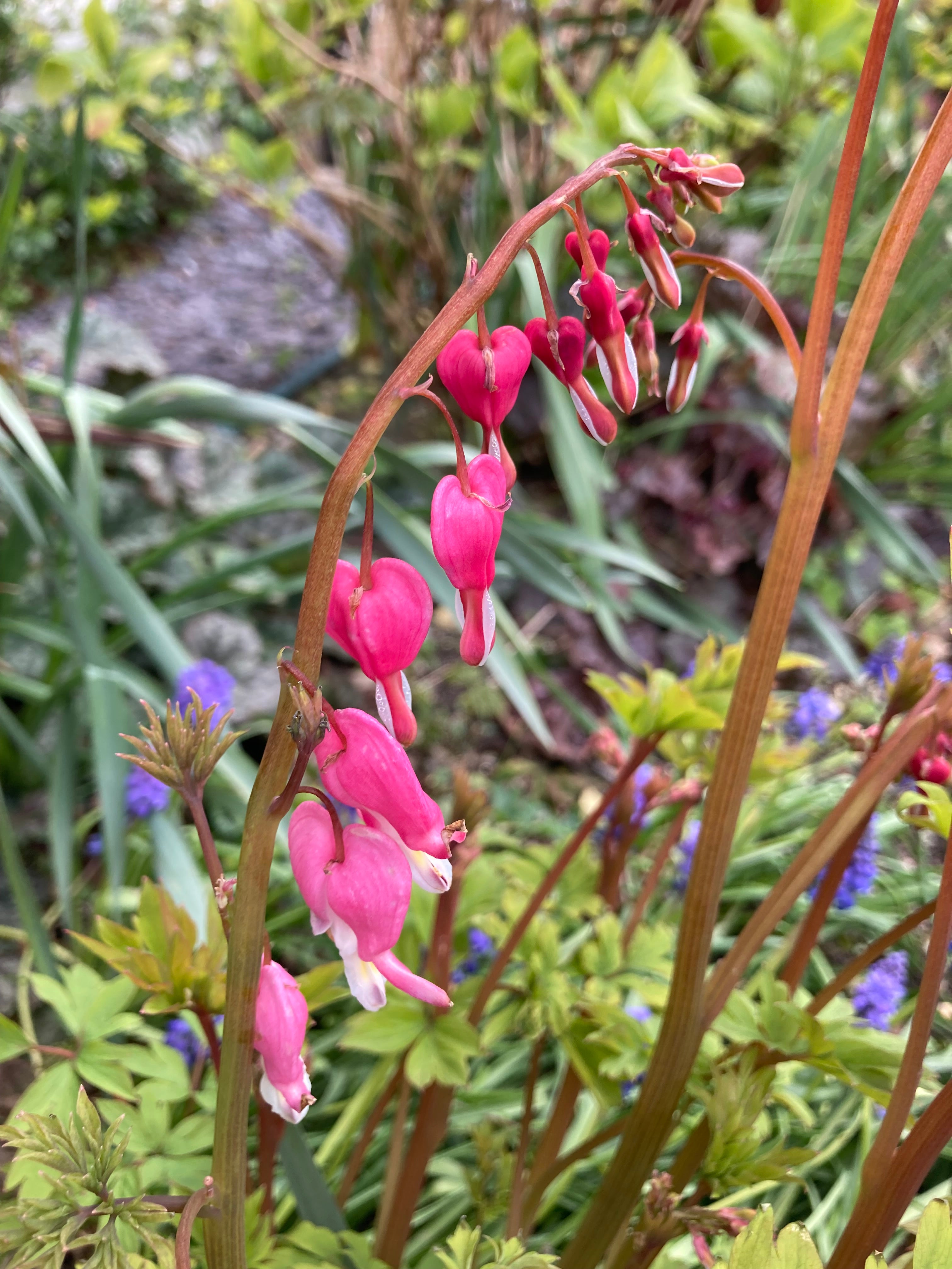 Red Bleeding Heart Plant (Dicentra spectablis) (Budding Section of Root) Free UK Postage