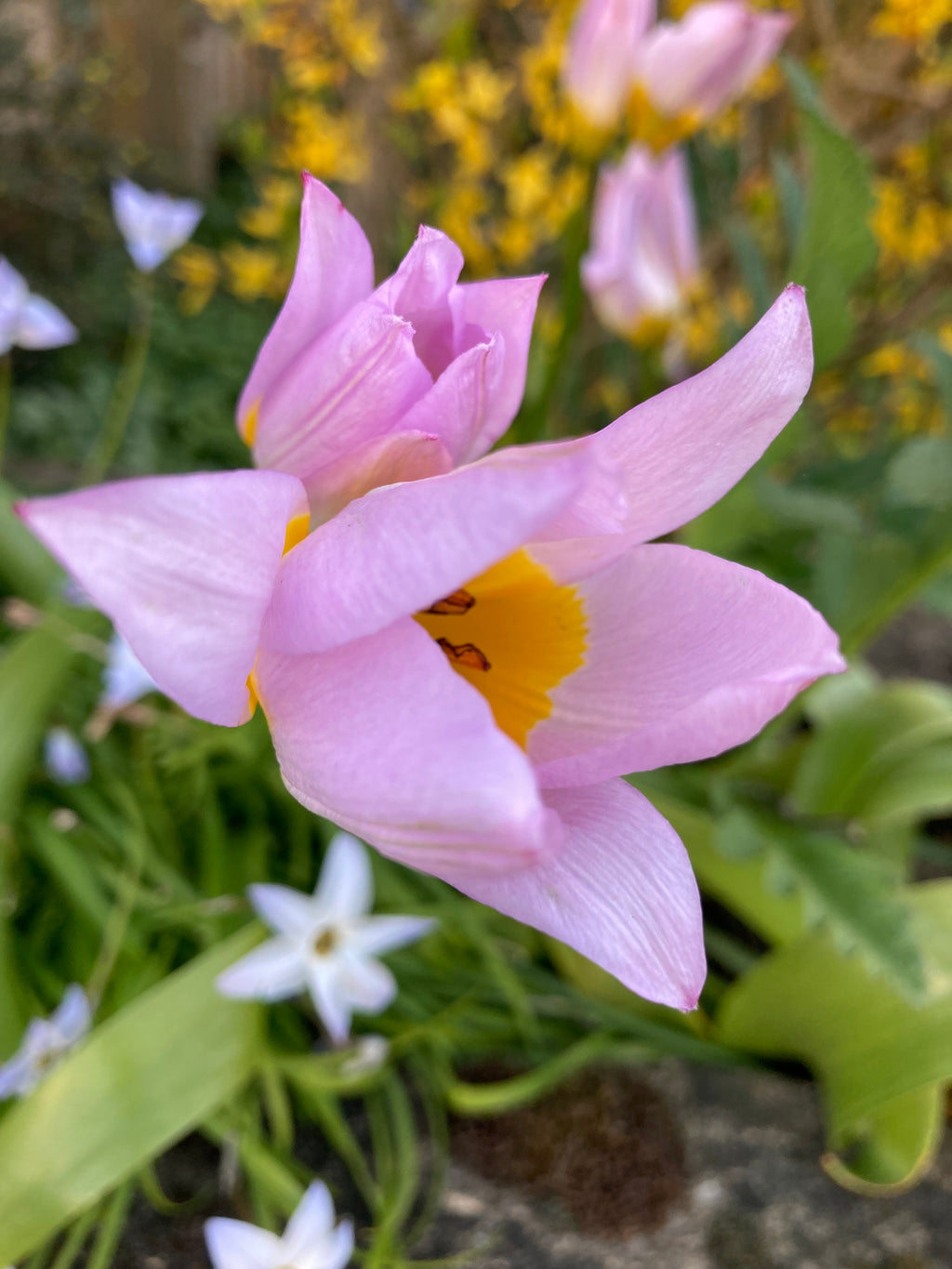 Tulip 'Saxatilis' Bulbs (Free UK Postage)