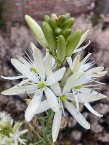 White Camassia Bulbs (Camassia leichtlineii 'Alba') Free UK Postage