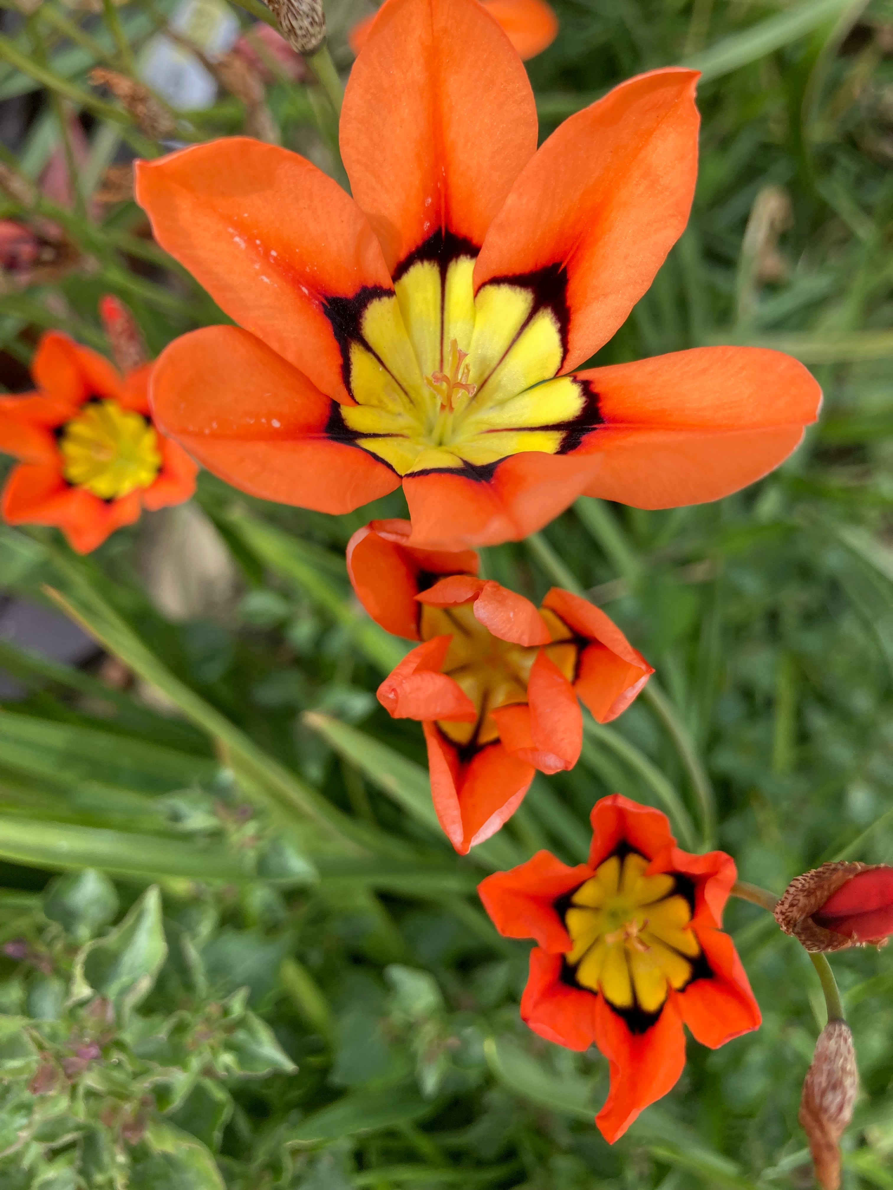 Mixed Sparaxis Bulbs (Harlequin Flower) Free UK Postage