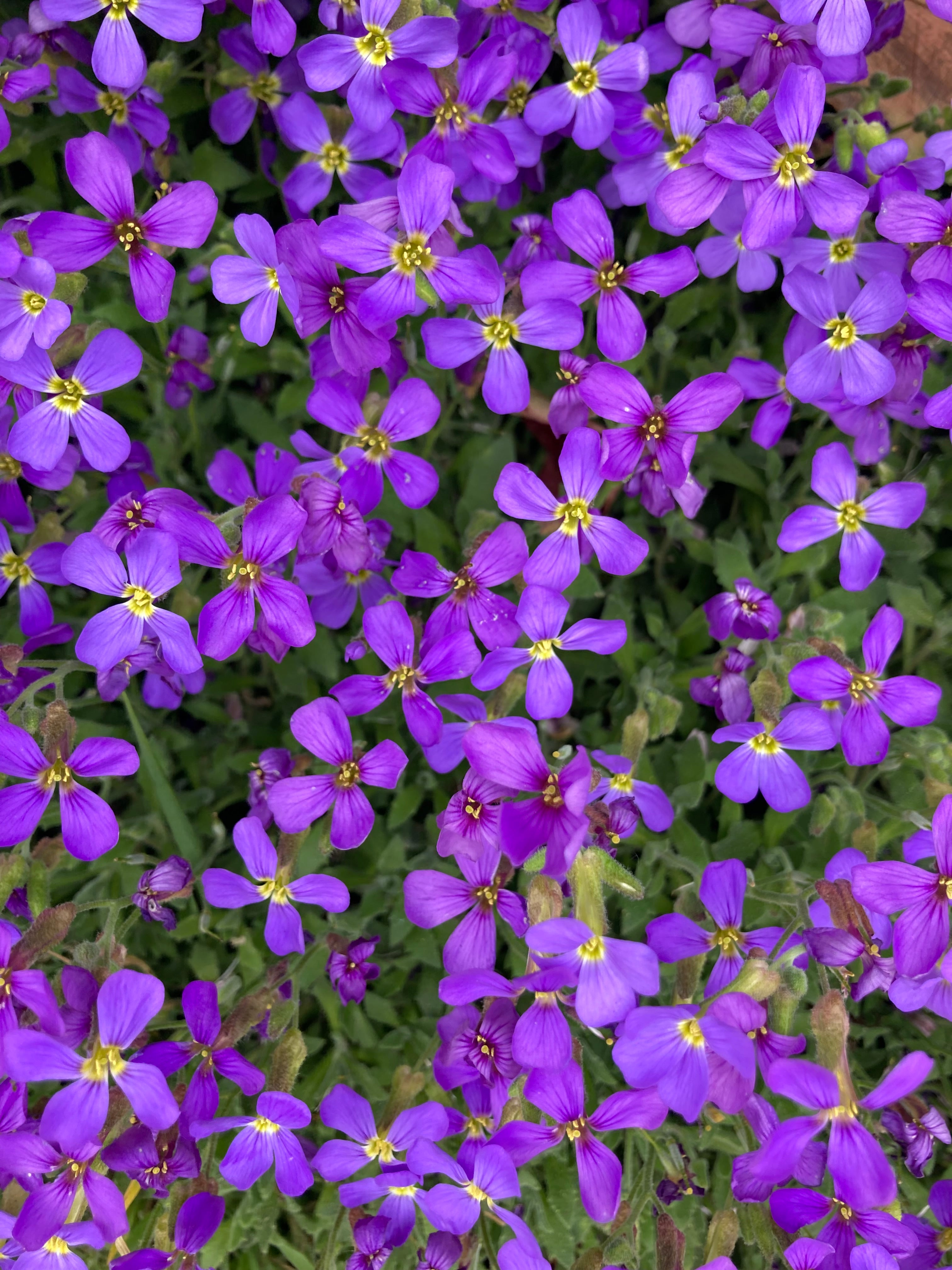 Pots of Aubretia (Purple) Free UK Postage