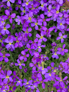 Pots of Aubretia (Purple) Free UK Postage