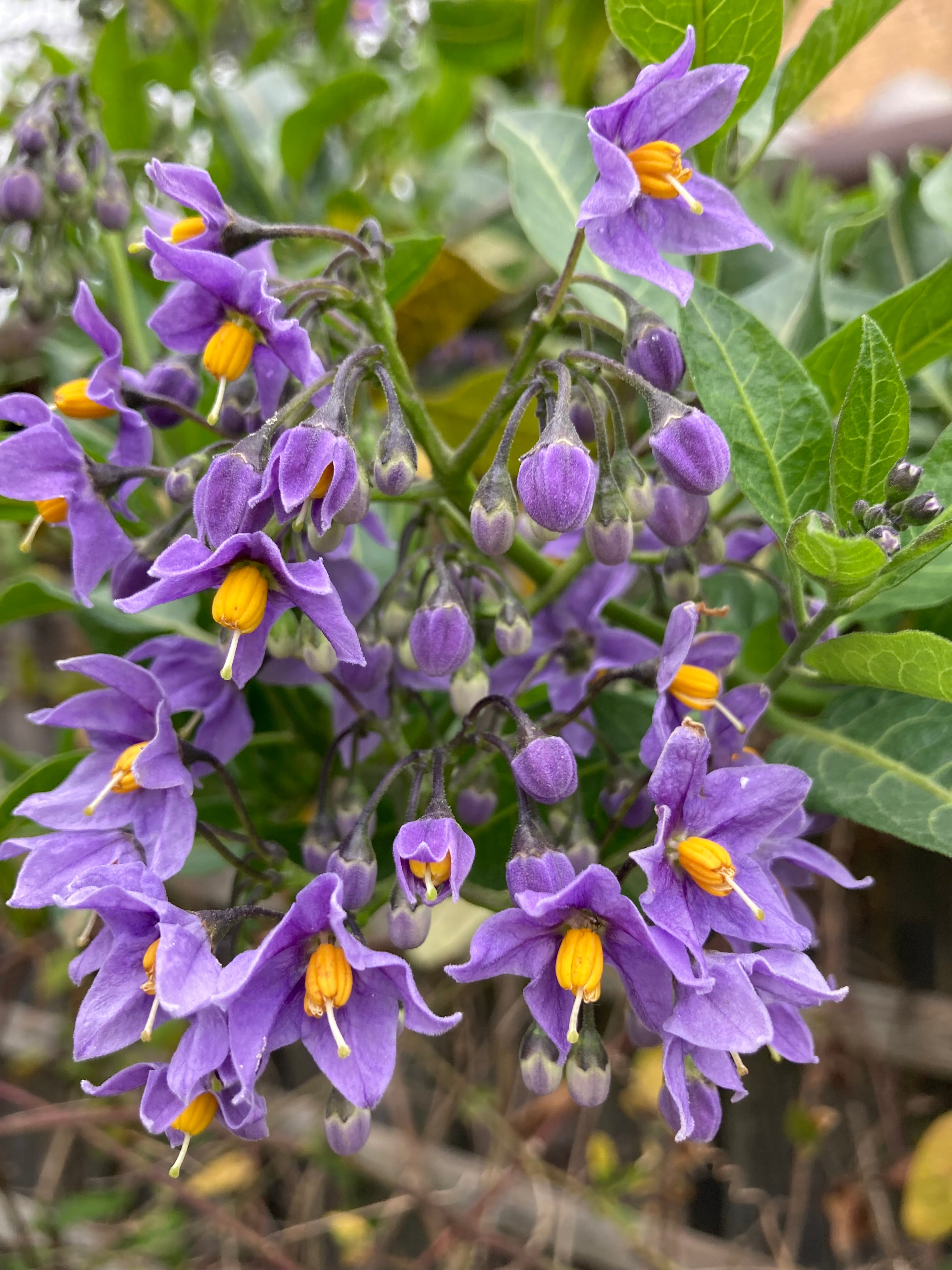 Solanum crispum 'Glasnevin' Climbing Plant (Potato Vine) Free UK Postage