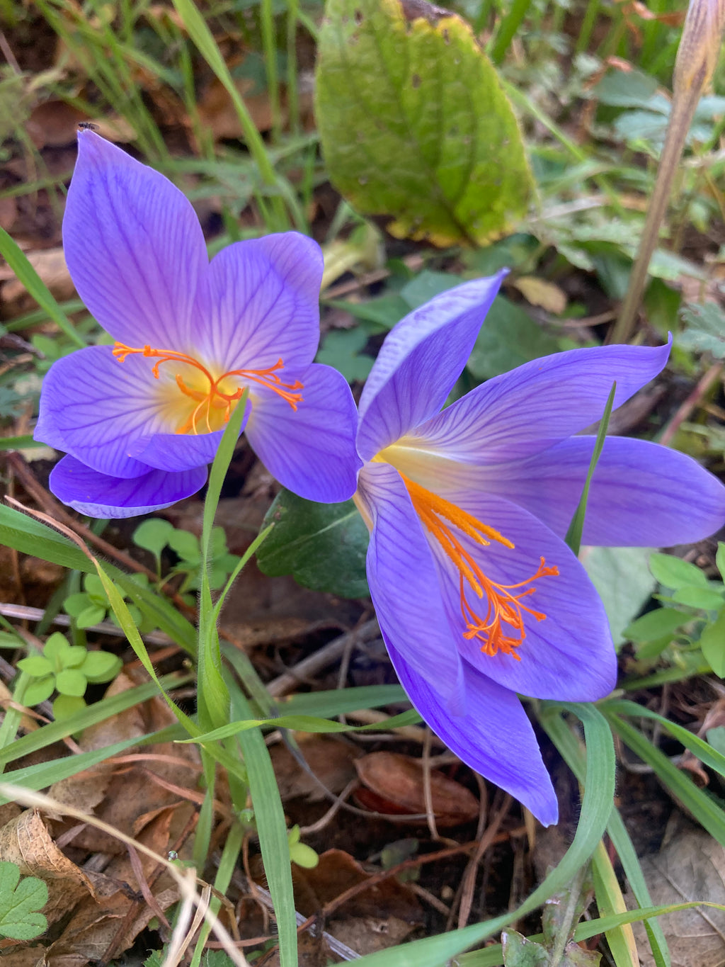 Crocus sativus (Saffron Crocus) Free UK Postage