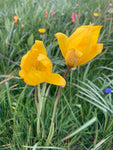 Tulip batalinii 'Bright Gem' Bulbs (Free UK Postage)