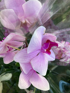 Flowering Orchid Plants 30 cm Height (Indoor Plants 9 cm dia Pots) Free UK Postage