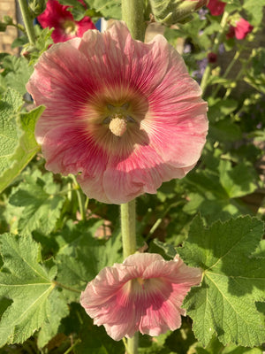 Mixed Colours Hollyhocks (Alcea rosea) (Young Transplants) Free UK Postage