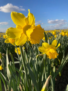 Daffodil Bulbs 'Yellow Trumpet' (Free UK Postage)
