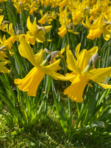 Tête á Tête' Bulbs (Dwarf Narcissus) Free UK Postage