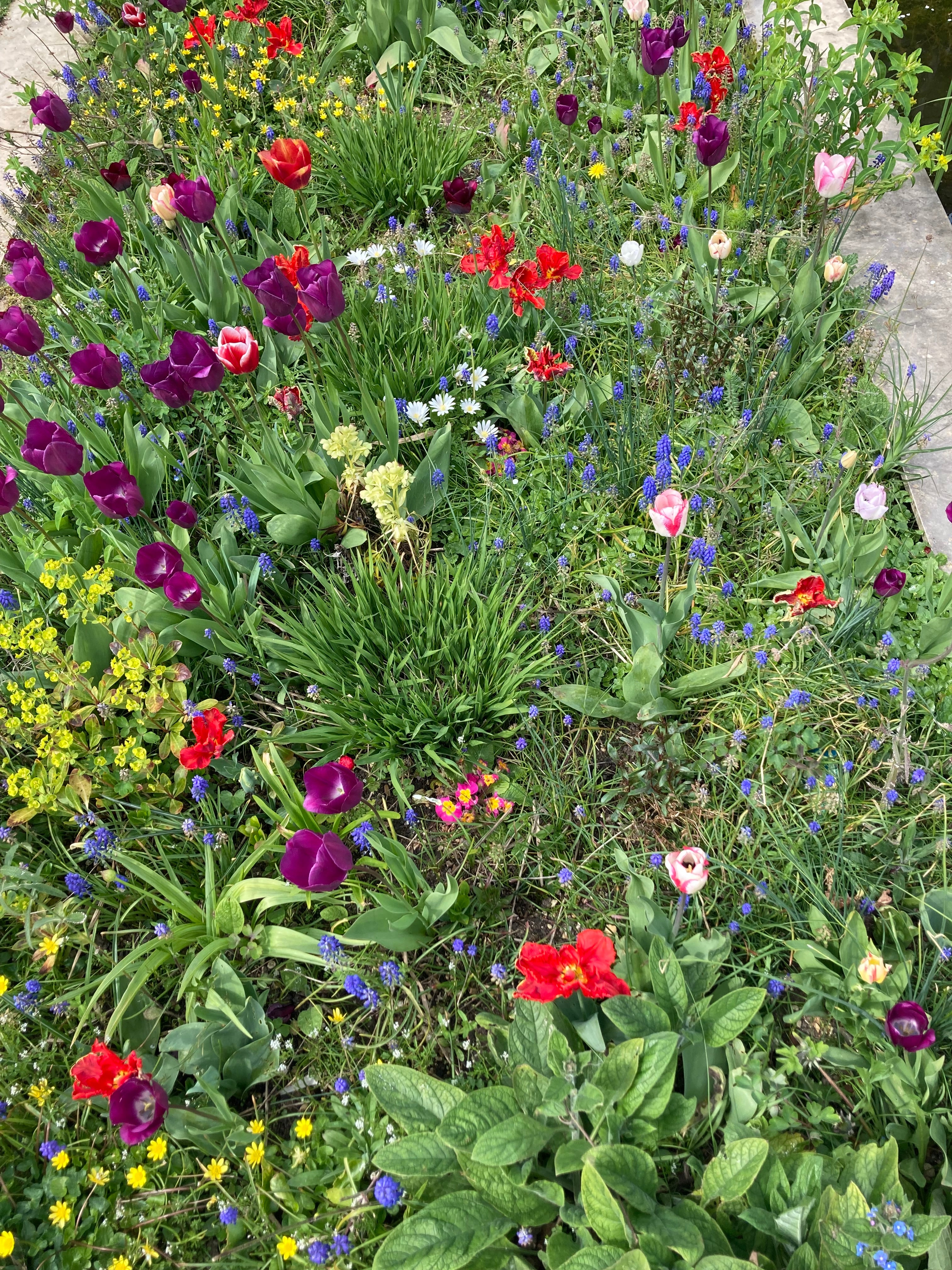 Beautiful Mixed Tulips (Bulbs) Free UK Postage