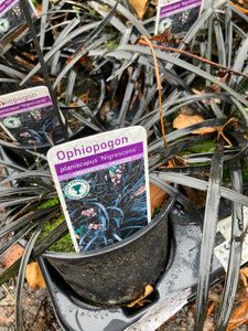 Ophiopogon planiscapus 'Nigrescens' or Black Mondo Grass (12cm Dia Pots) Free UK Postage
