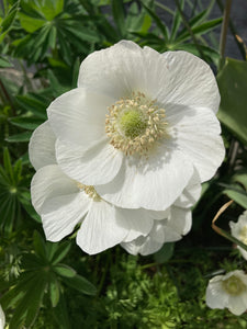 White Anemone Corms 'The Bride' (Anemone coronaria) Free UK Postage