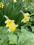 Beautiful 'Minnow' Daffodil Bulbs (Free UK Postage)