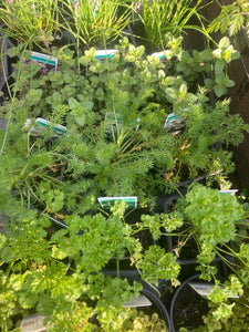 Mixed Herb Plants (In Pots 9 cm) (Free UK Postage)