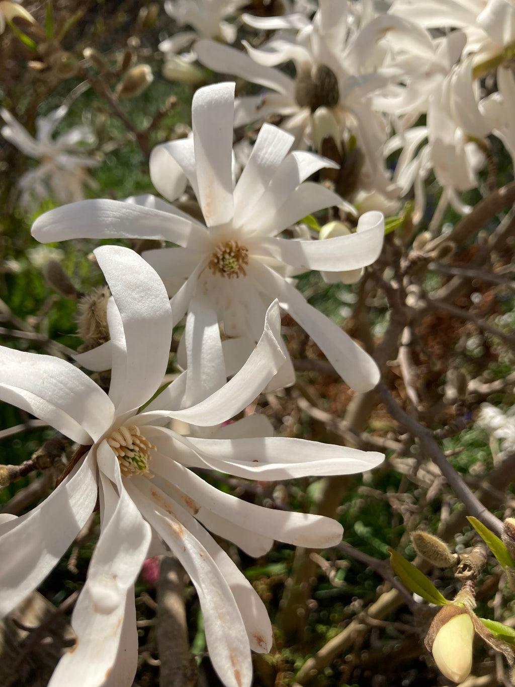 Magnolia stellata (Containerised Shrub) 100cm Height (Free UK Postage)