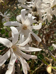 Magnolia stellata (Containerised Shrub) 100cm Height (Free UK Postage)