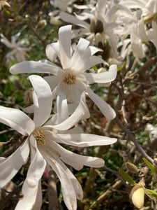 Magnolia stellata (Containerised) 1m Height (Free UK Postage)