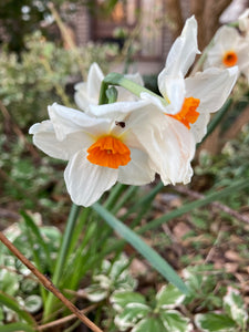 Geranium Daffodil Bulbs (Narcissus) Free UK Postage