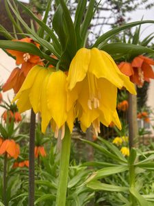 Bulbs of Mixed Varieties of Fritillaria imperialis (Free UK Postage)