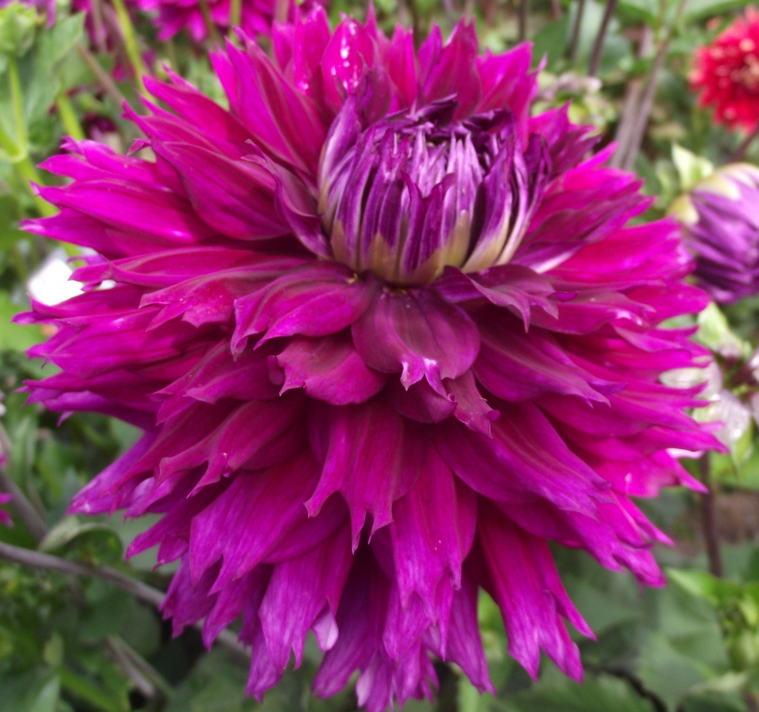 Purple Dahlia Jennifer's Wedding (Medium) Tuber To Plant (Free UK Postage)