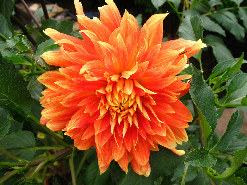 Orange Dahlia Life Force (Giant) Tuber To Plant (Free UK Postage)