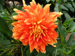 Orange Dahlia Life Force (Giant) Tuber To Plant (Free UK Postage)