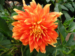 Orange Dahlia Life Force (Giant) Tuber To Plant (Free UK Postage)