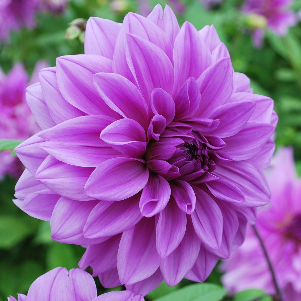 Purple Dahlia Lilac Time (Dinner-Plate) Tuber To Plant (Free UK Postage)