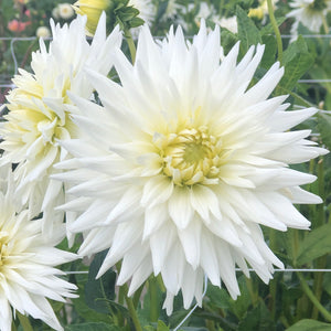 White and Yellow Dahlia My Love (Semi Cactus) Tuber To Plant (Free UK Postage)