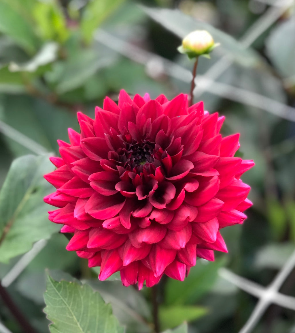 Red Dahlia Painted Black (Small) Tuber To Plant (Free UK Postage)