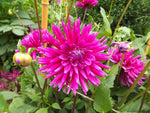Dahlia Purple Gem (Semi Cactus) Tuber To Plant (Free UK Postage)