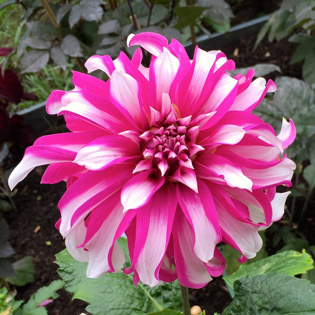 Pink and White Dahlia Radegast (Dinner-Plate) Tuber To Plant (Free UK Postage)