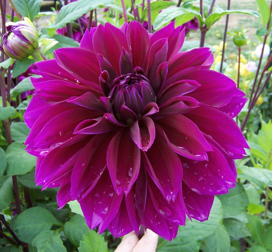 Purple Dahlia Thomas A. Edison (Dinner-Plate) Tuber To Plant (Free UK Postage)