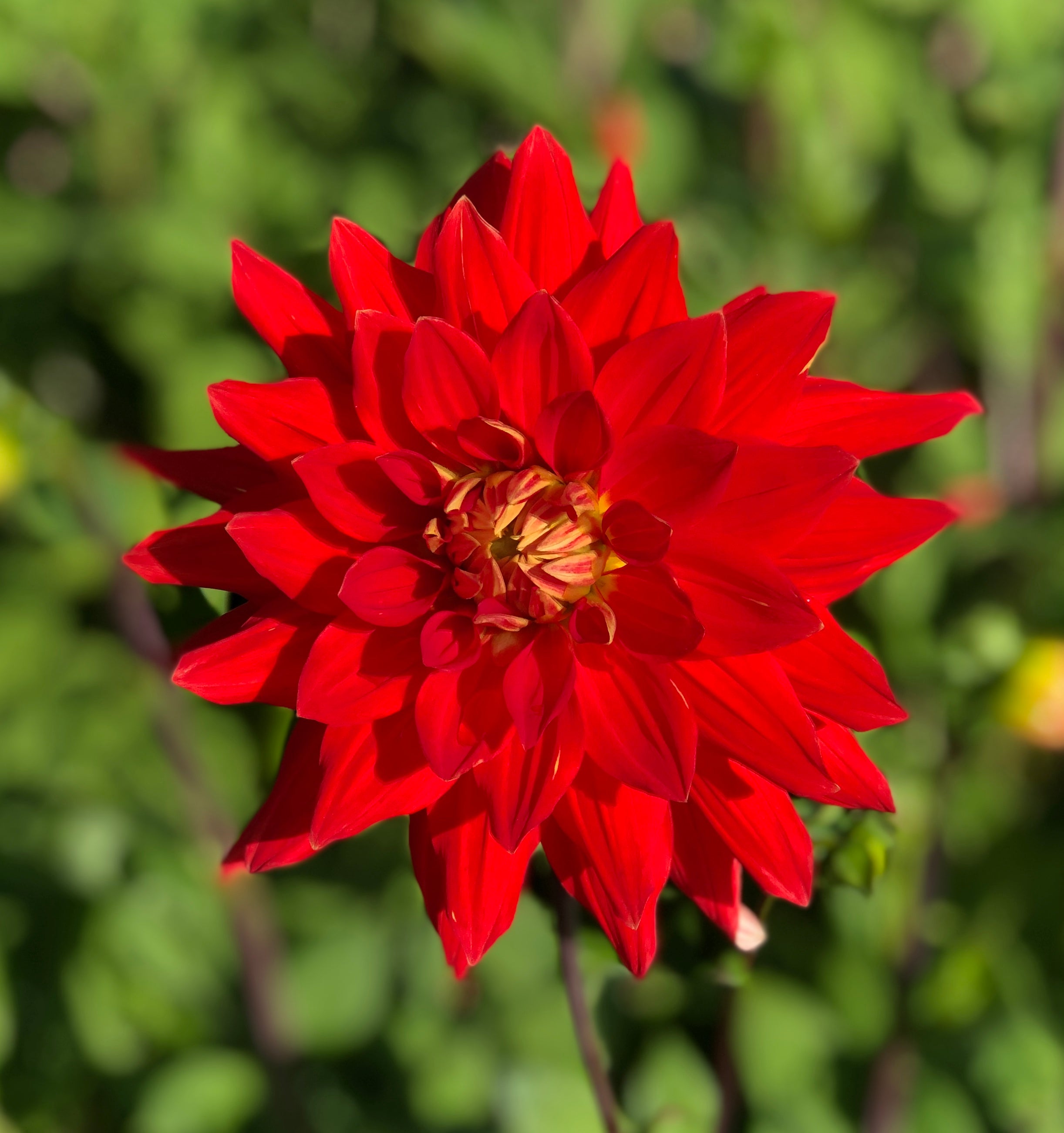 Orange Dahlia Vulcan (Semi Cactus) Tuber To Plant (Free UK Postage)