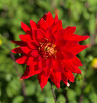 Orange Dahlia Vulcan (Semi Cactus) Tuber To Plant (Free UK Postage)
