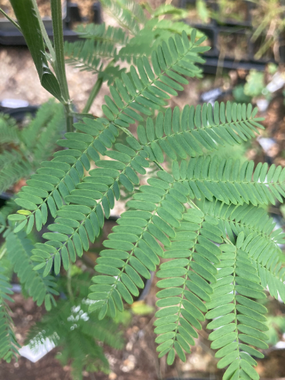 Acacia boormanii or Snowy River Wattle (2 Litre Pot) Free UK Postage