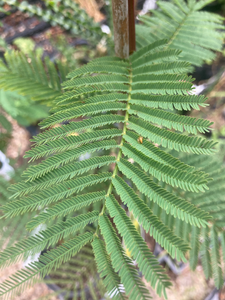 Acacia dealbata or Blue Wattle (2 Litre Pot) Free UK Postage