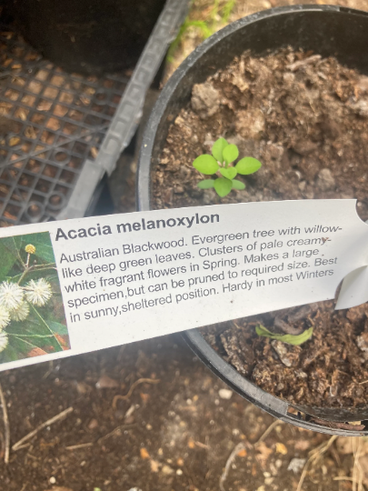 Acacia melanoxylon or Blackwood (2 Litre Pot) Free UK Postage