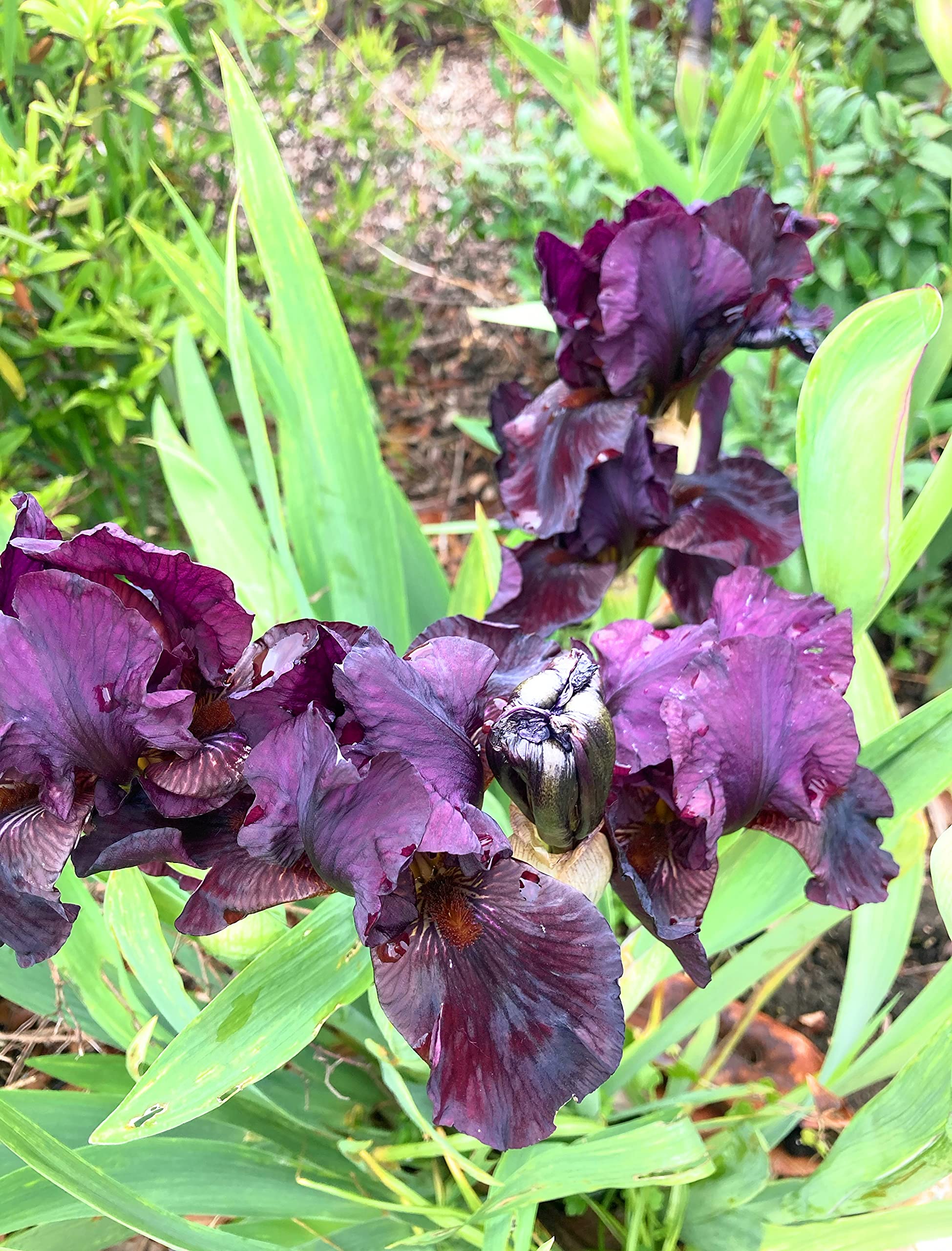 Three Black Iris Bearded Iris (Rhizomes to Plant Yourself) Free UK Postage