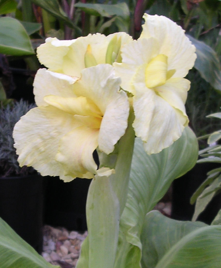 Canna Lily Dwarf Green Leaves 'Puck' (Tuber) Free UK Postage