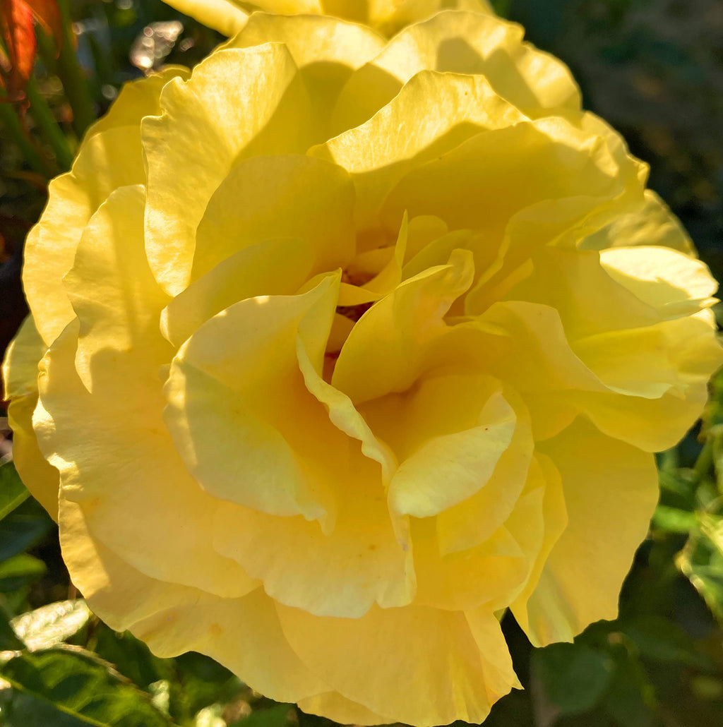 Yellow Floribunda Rose Bush 'Chinatown' (Containerised 2 Litre Pot) Free UK Postage