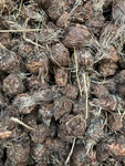 Crocosmia 'Suzanna' (Corms to Plant Yourself) FREE UK POSTAGE