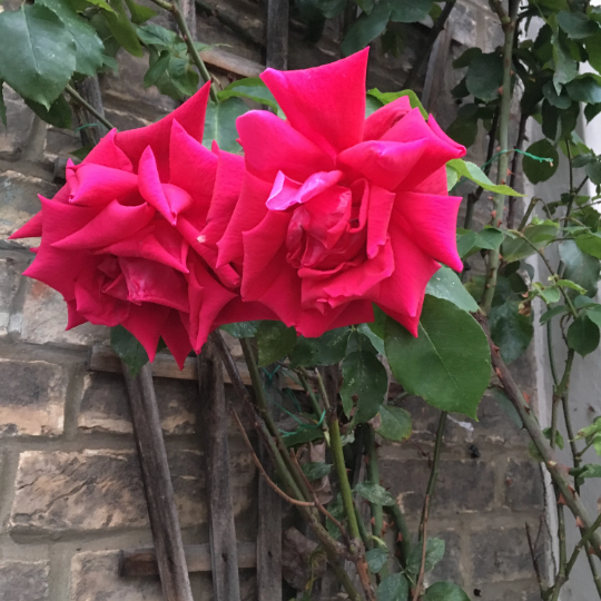 Beautiful Red 'Deep Secret' Hybrid T Rose (Containerised 2 Litre Pot) Free UK Postage